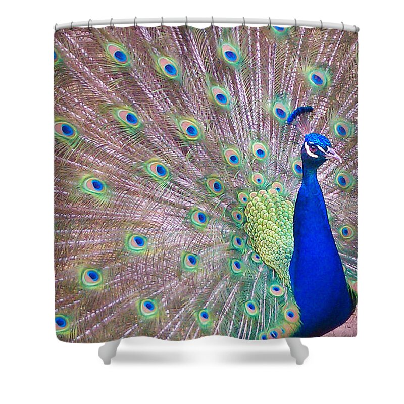 Peacock Shower Curtain featuring the photograph Vain by Charlie Cliques