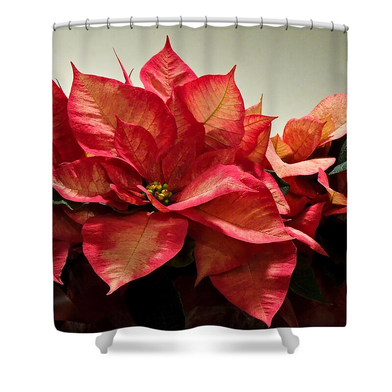 Poinsettia Shower Curtain featuring the photograph Variegated Poinsettia by Pete Trenholm