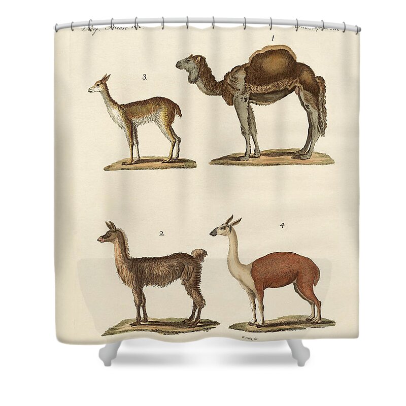Dromedary Shower Curtain featuring the drawing Various camels by Splendid Art Prints