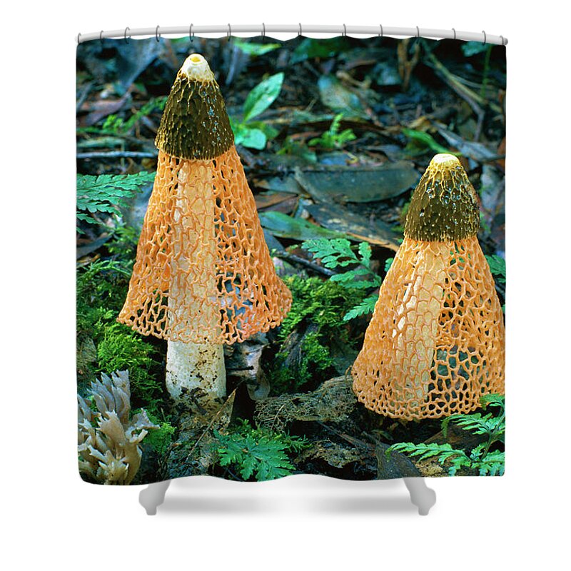00250358 Shower Curtain featuring the photograph Veiled Lady Mushrooms by Glen Threlfo