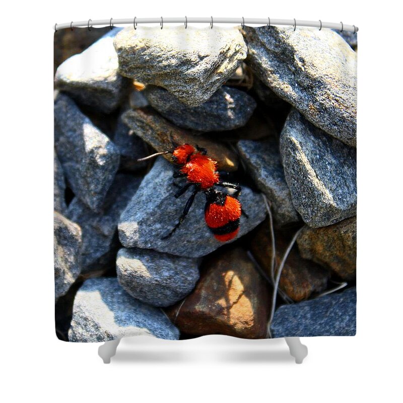Ant Shower Curtain featuring the photograph Velvet Ant by Kathryn Meyer