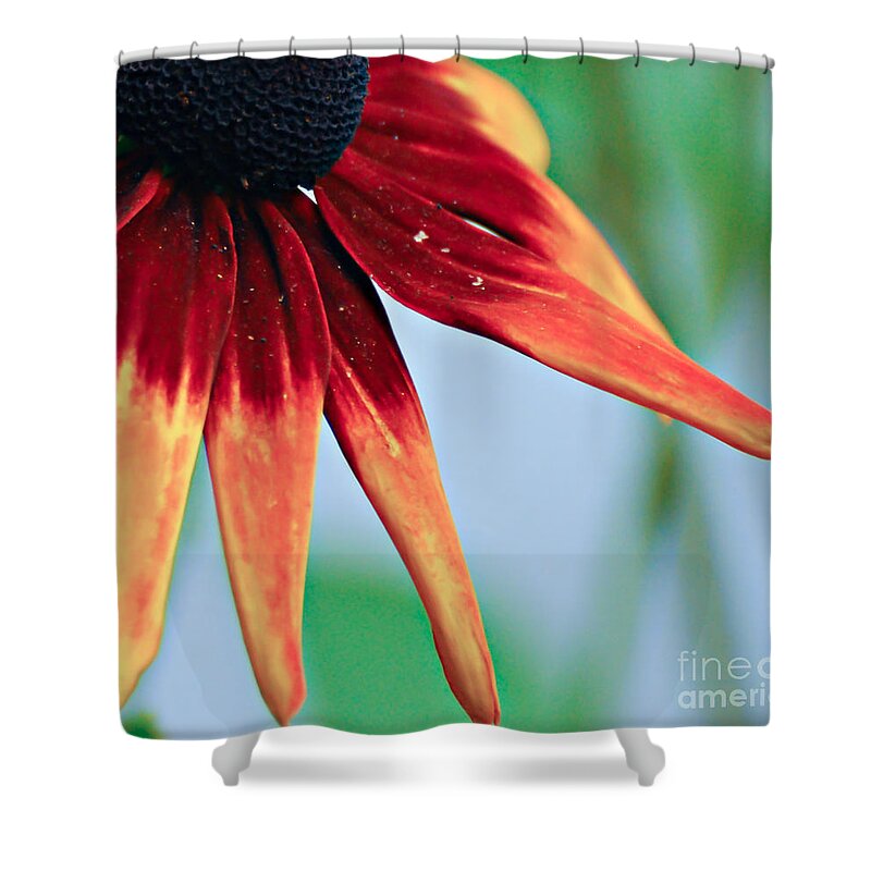 Flower Shower Curtain featuring the photograph Velvet Petals by Kerri Farley