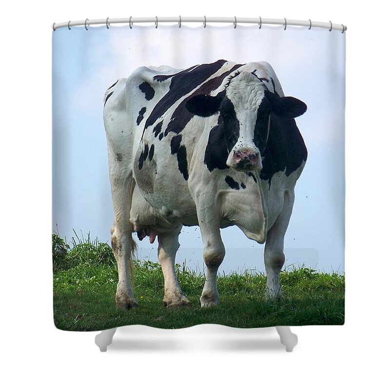 Cows Shower Curtain featuring the photograph Vermont Dairy Cow by Eunice Miller