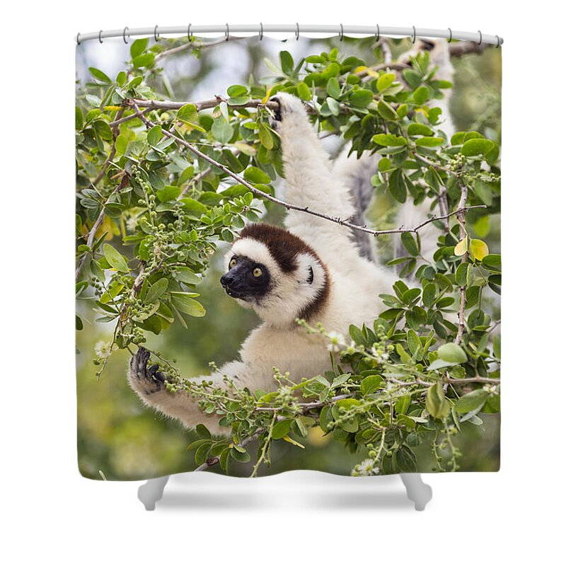 Feb0514 Shower Curtain featuring the photograph Verreauxs Sifaka Foraging Madagascar by Konrad Wothe