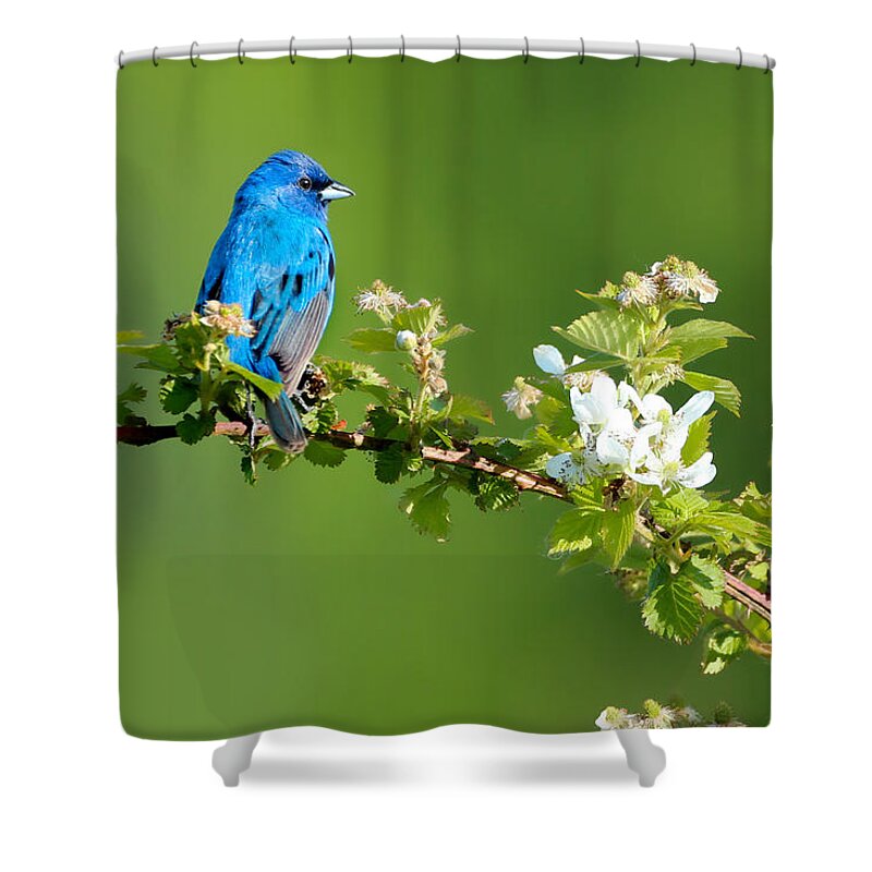 Indigo Bunting Shower Curtain featuring the photograph Vibrance of Spring by Rob Blair