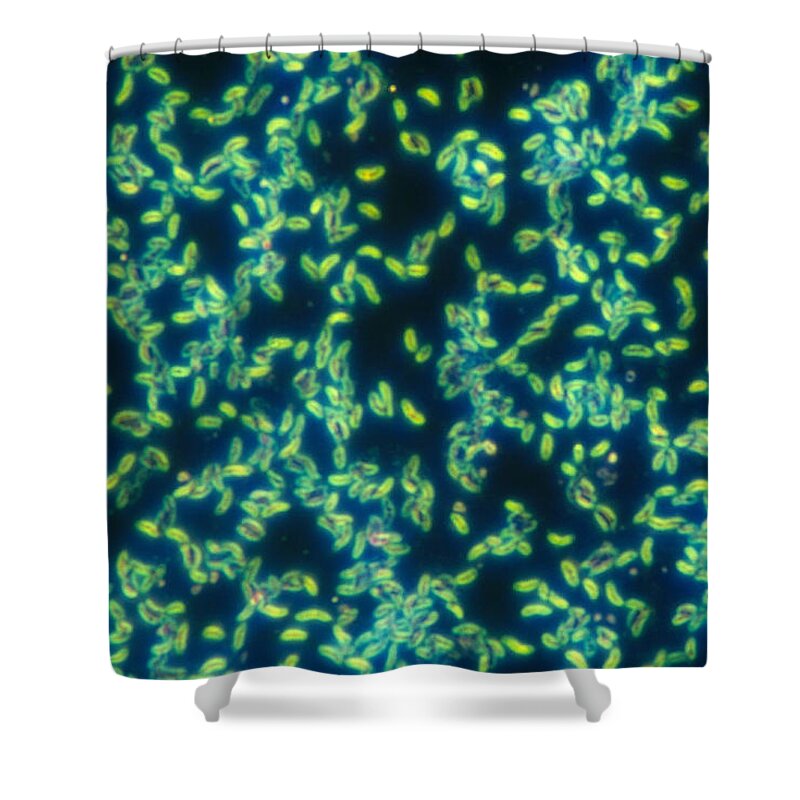 Bacteria Shower Curtain featuring the photograph Vibrio Cholerae, Lm by Michael Abbey
