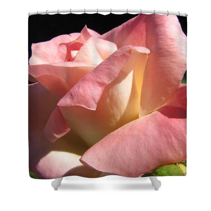 Rose Shower Curtain featuring the photograph Victorian Beauty by Jennifer Wheatley Wolf