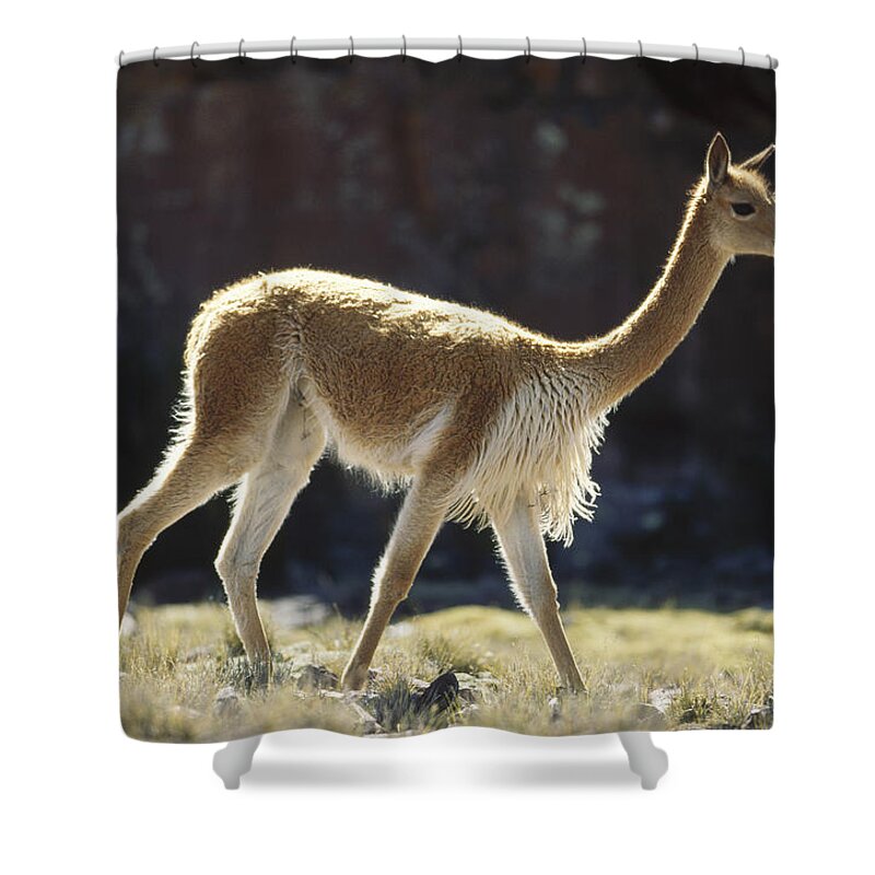 Feb0514 Shower Curtain featuring the photograph Vicuna Male Pampa Galeras Peru by Tui De Roy