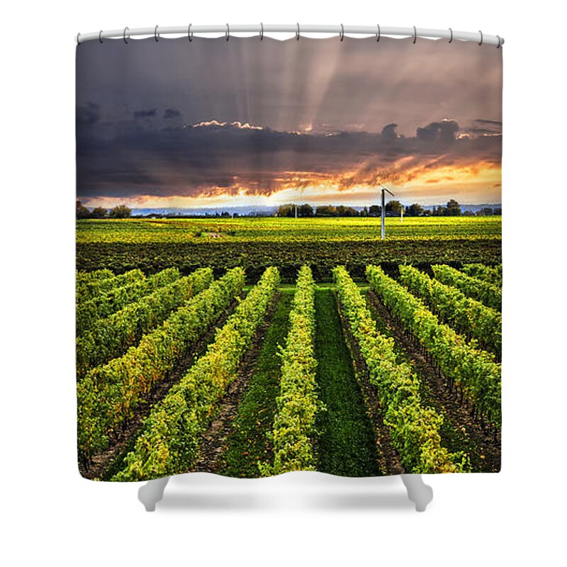 Vineyard Shower Curtain featuring the photograph Vineyard and sunset sky by Elena Elisseeva