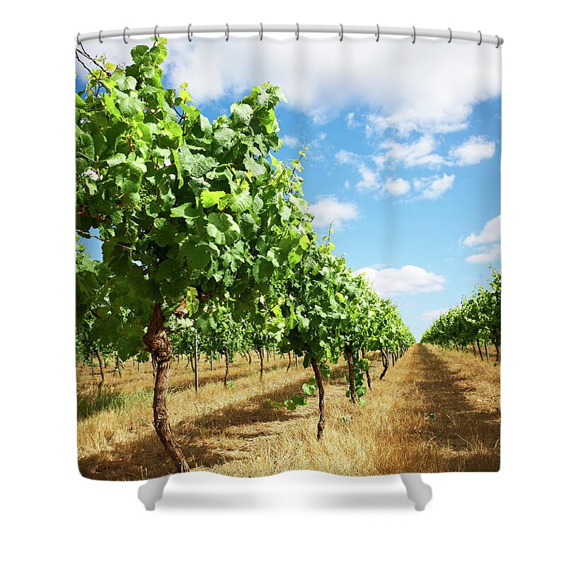 Tranquility Shower Curtain featuring the photograph Vineyards by Frances Andrijich