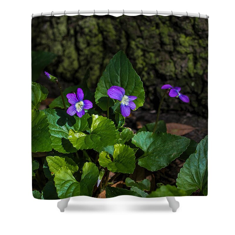 Violets Shower Curtain featuring the photograph Violets by Dorothy Cunningham