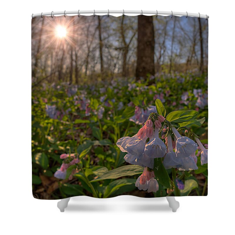 2012 Shower Curtain featuring the photograph Virgina Bluebells by Robert Charity