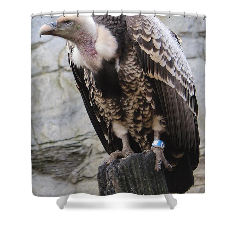 Vulture Shower Curtain featuring the photograph Vulture by Sarah Qua