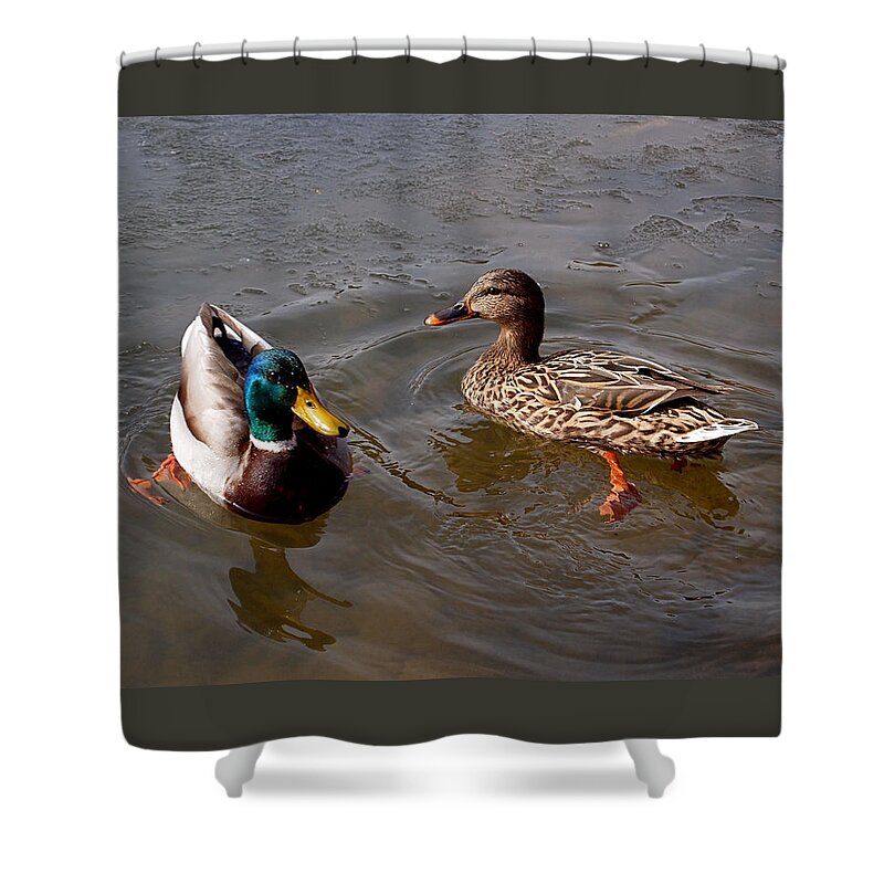 Duck Shower Curtain featuring the photograph Wading Ducks by Rona Black