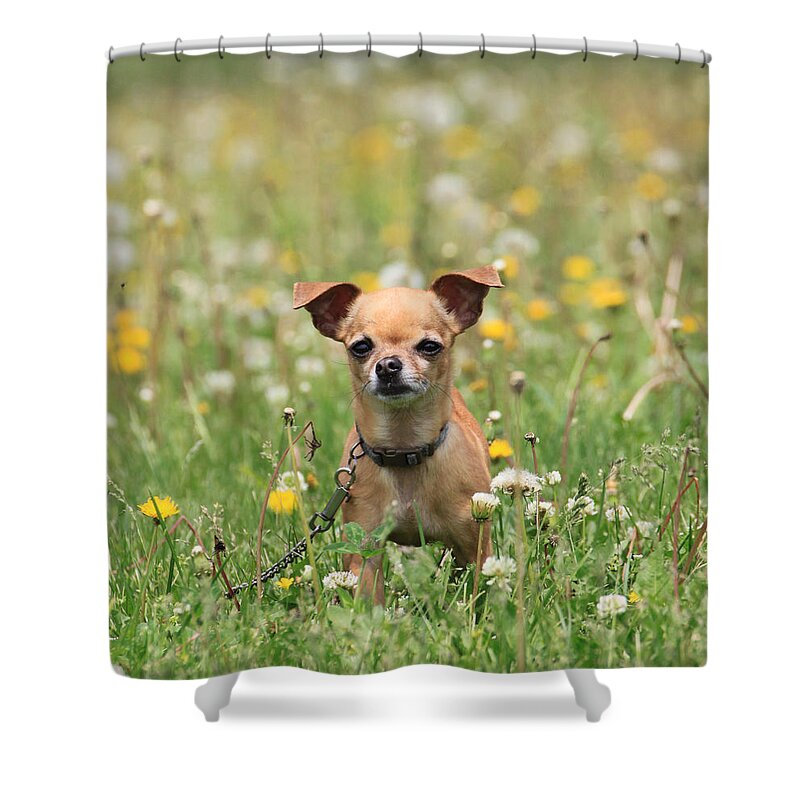 Dog Shower Curtain featuring the photograph Wading through the Weeds by J Laughlin