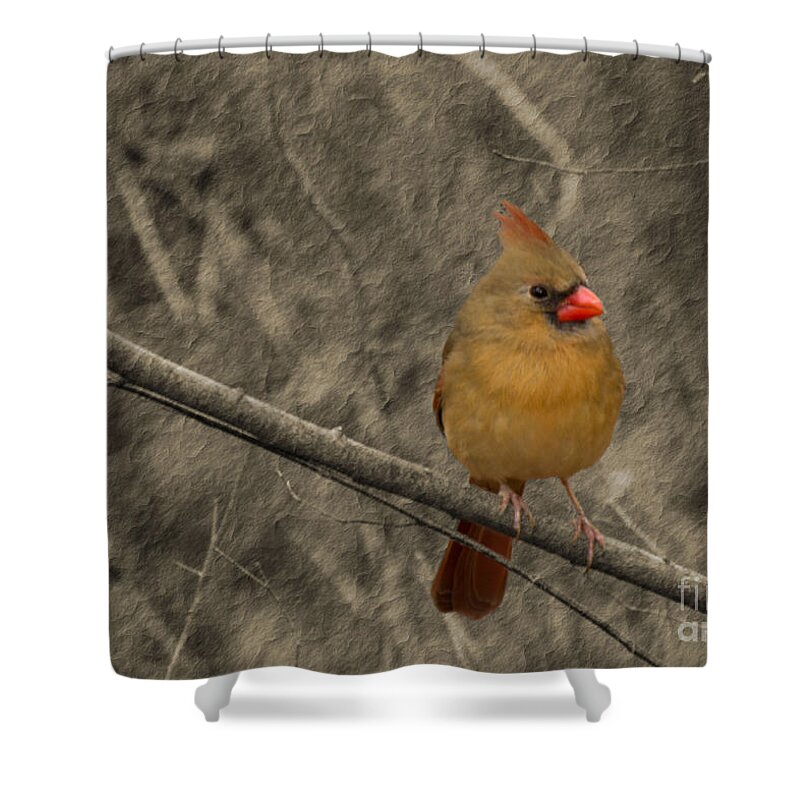 Bird Shower Curtain featuring the photograph Waiting for Supper by Sandra Clark