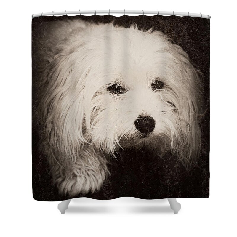 Dog Shower Curtain featuring the photograph Waiting by Melanie Lankford Photography