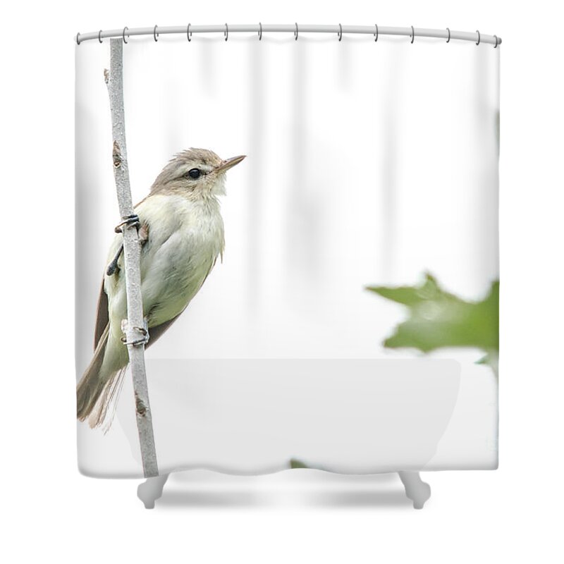 Ontario Shower Curtain featuring the photograph Warbling Vireo by Cheryl Baxter