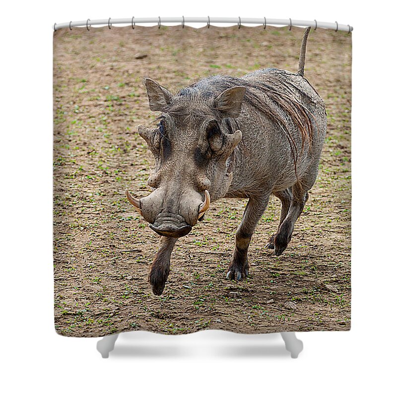 Warthog Shower Curtain featuring the photograph Warthog approach by Photos By Cassandra