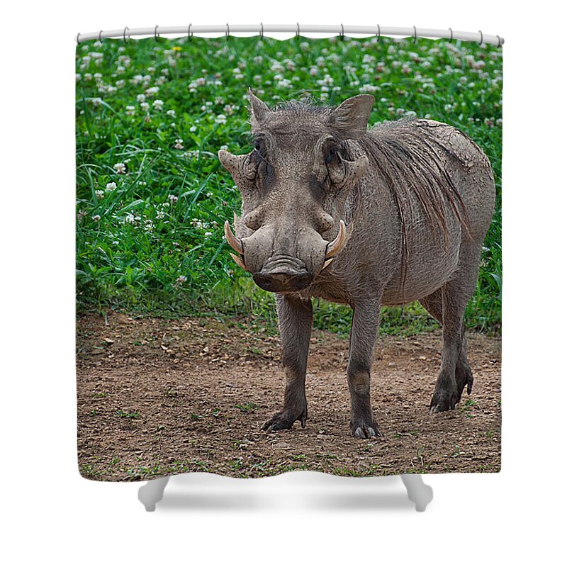 Warthog Shower Curtain featuring the photograph Warthog stance by Photos By Cassandra