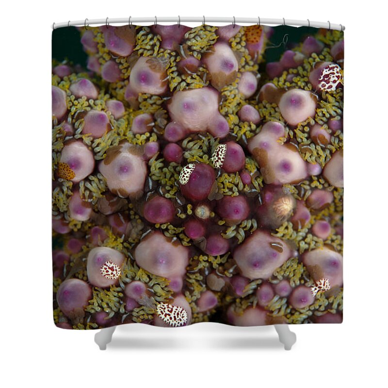 Flpa Shower Curtain featuring the photograph Warty Starfish Close-up Indonesia by Colin Marshall