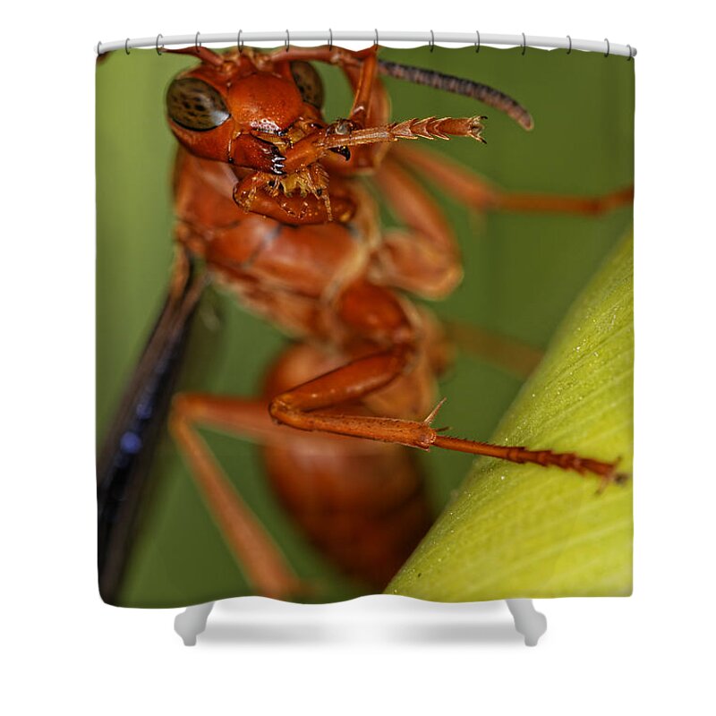 Wasp Shower Curtain featuring the photograph Wasp 3 by Jonathan Davison