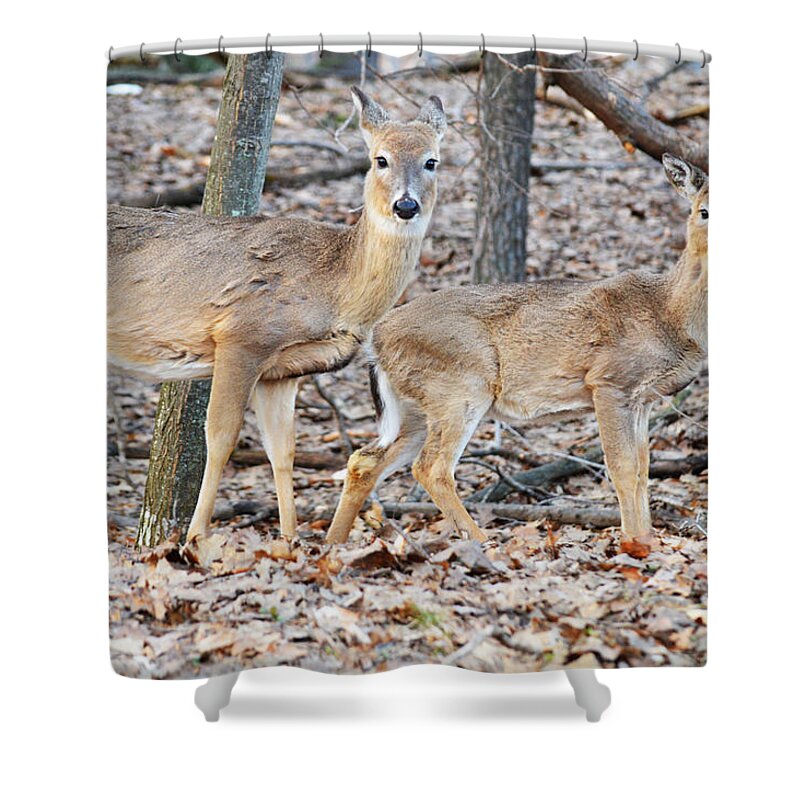 Whitetail Shower Curtain featuring the photograph Watchful by Linda Kerkau