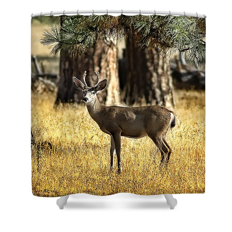 Deer Shower Curtain featuring the photograph Watchful Young Buck by Abram House