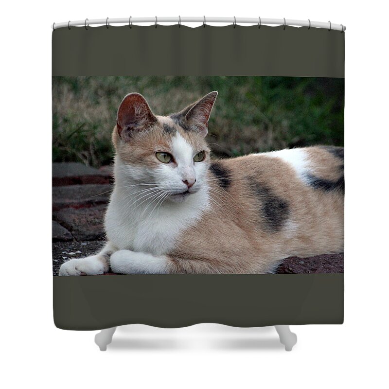 Cat Shower Curtain featuring the photograph The Patience of a Cat by Valerie Collins
