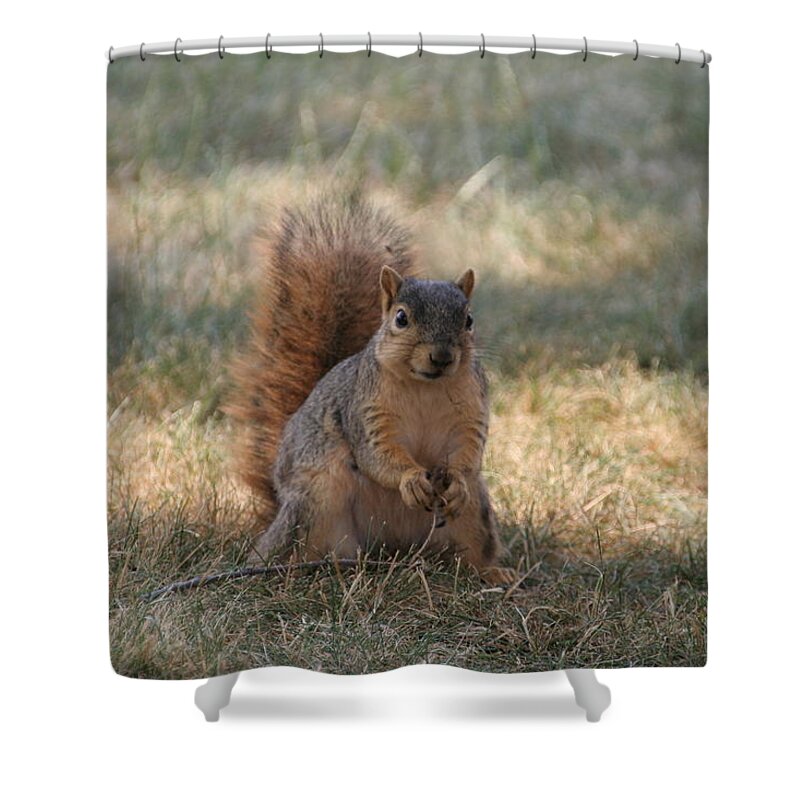 Squirrel Shower Curtain featuring the photograph Brown city squirrel watching me by Valerie Collins