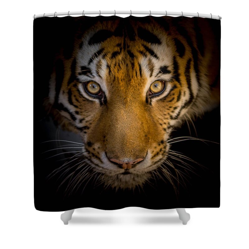 Tiger Shower Curtain featuring the photograph Watching You by Ernest Echols