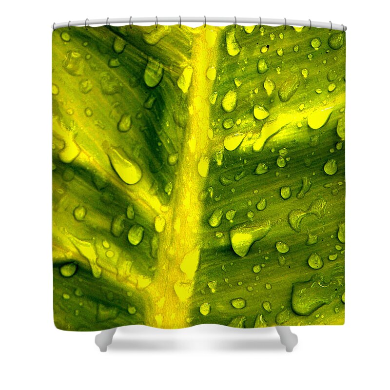 Blooms Shower Curtain featuring the photograph Water Droplets II by Kathi Isserman