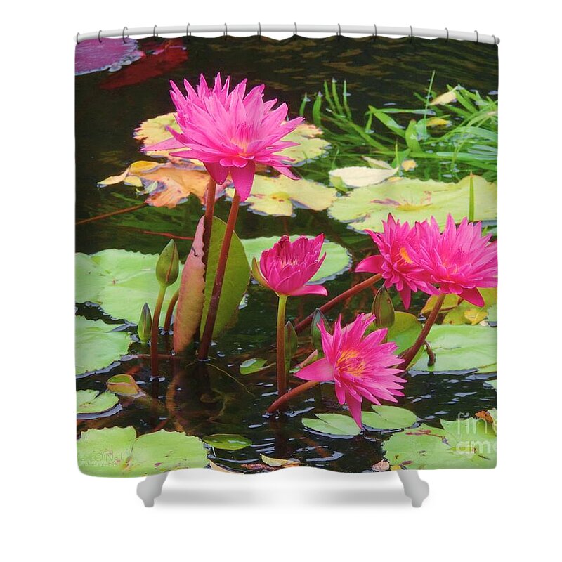 Water Lilies Shower Curtain featuring the photograph Water Lilies 008 by Robert ONeil