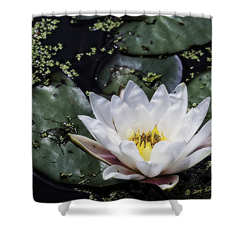 Heron Heaven Shower Curtain featuring the photograph Water Lily by Ed Peterson