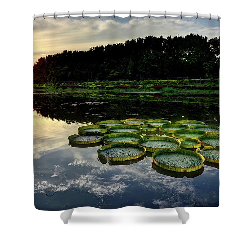 Outdoors Shower Curtain featuring the photograph Water Lily Pattern Beijing by Andy Brandl