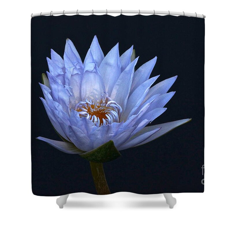 Blue Lavender Water Lily Blossom Shower Curtain featuring the photograph Water Lily Shades of Blue and Lavender by Byron Varvarigos