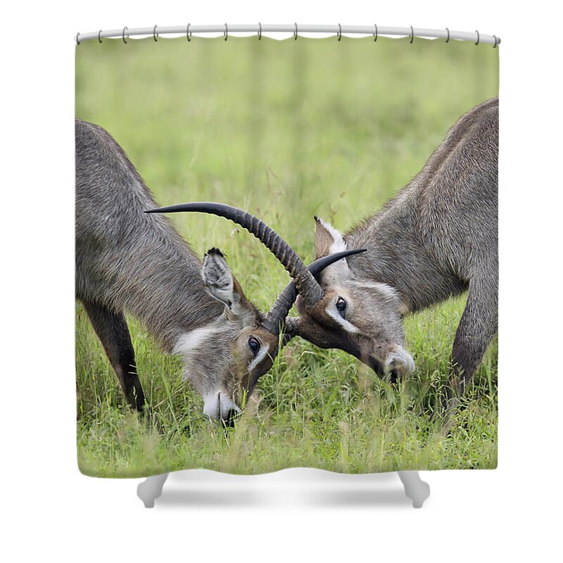 Perry De Graaf Shower Curtain featuring the photograph Waterbuck And Sub-adult Bull Fighting by Perry de Graaf