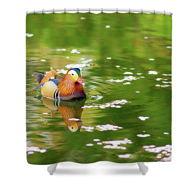 Aomori Prefecture Shower Curtain featuring the photograph Waterfowl by The Landscape Of Regional Cities In Japan.