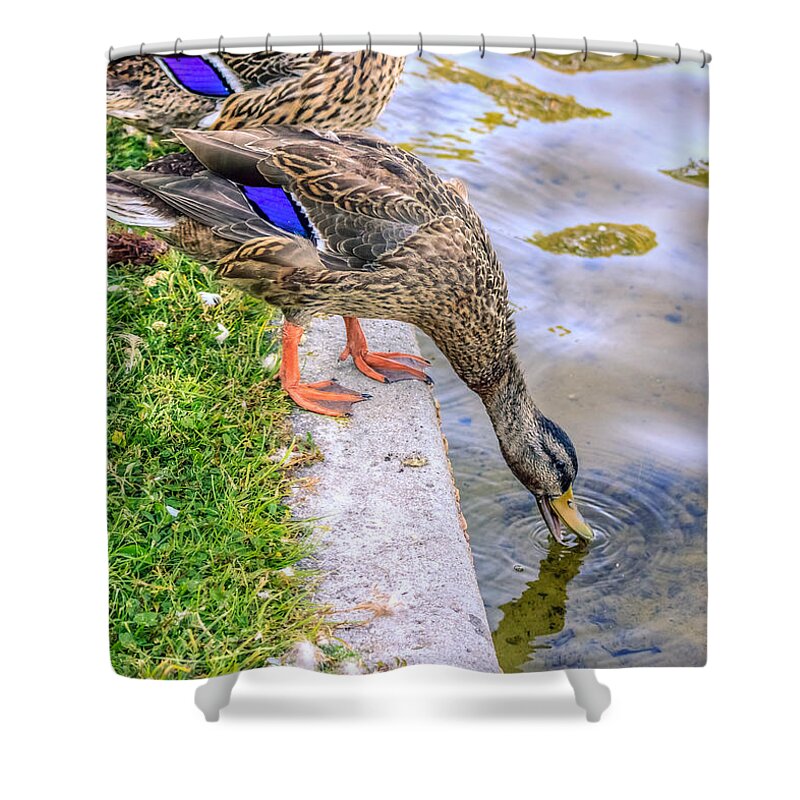 America Shower Curtain featuring the photograph Watering Hole by Traveler's Pics