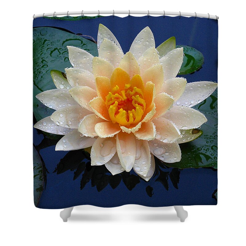 Waterlily Shower Curtain featuring the photograph Waterlily After a Shower by Raymond Salani III