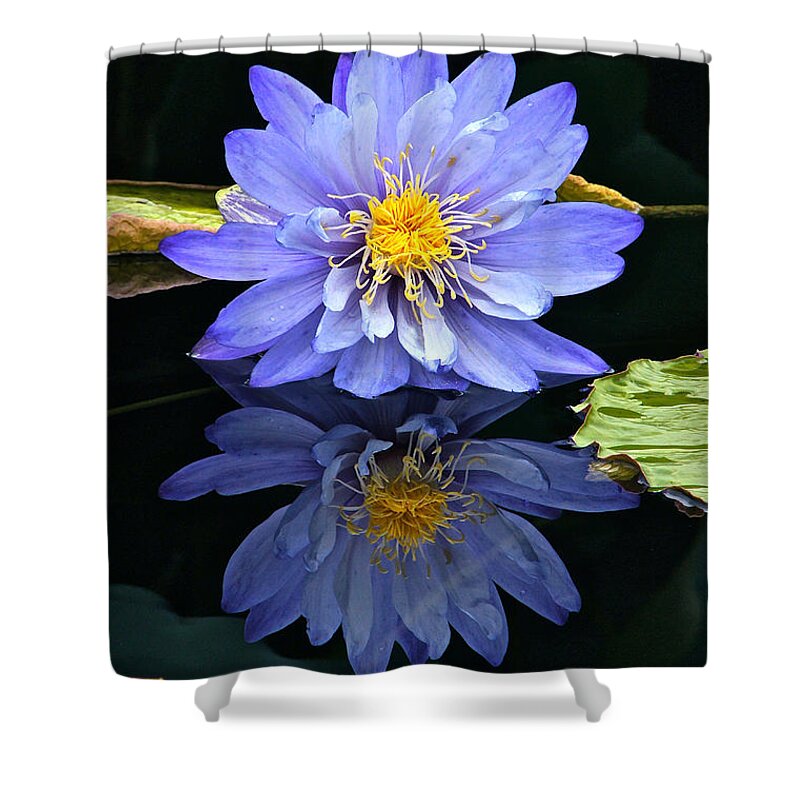Lavender Waterlily Shower Curtain featuring the photograph Waterlily And Reflection by Byron Varvarigos