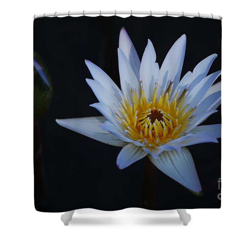 Nymphaea Shower Curtain featuring the photograph Waterlily Dawn Number One by Heather Kirk
