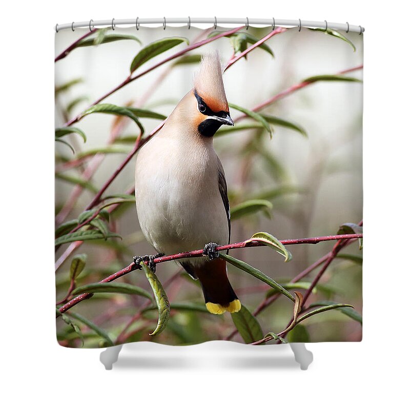 Bird Shower Curtain featuring the photograph Waxwing by Grant Glendinning