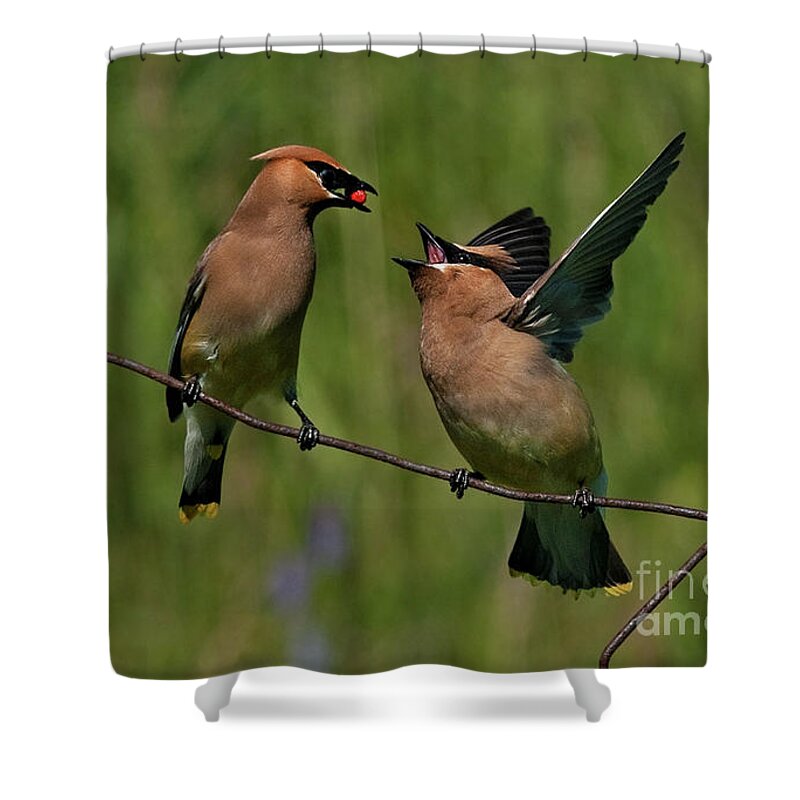 Festblues Shower Curtain featuring the photograph Waxwing Love.. by Nina Stavlund