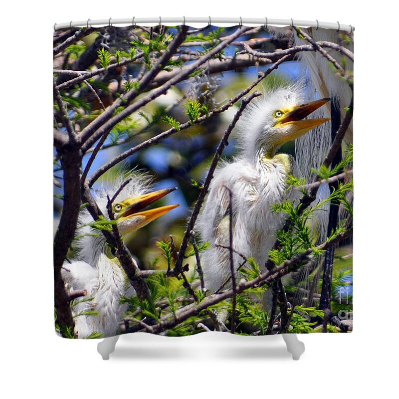 Egret Chicks Shower Curtain featuring the photograph We Love You Mama by Lydia Holly