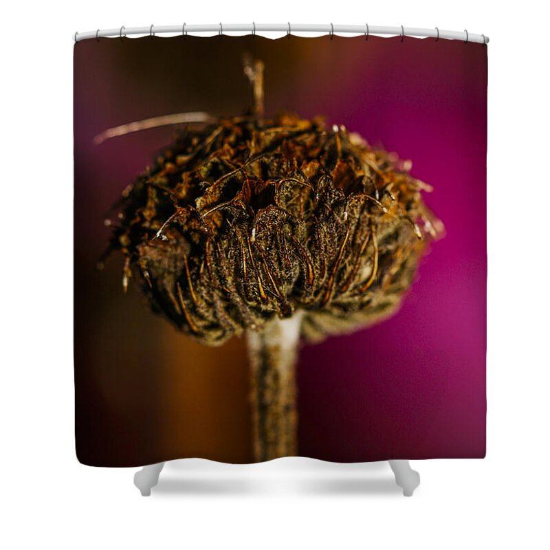 Flower Shower Curtain featuring the photograph Weathered flower in winter by Patricia Hofmeester