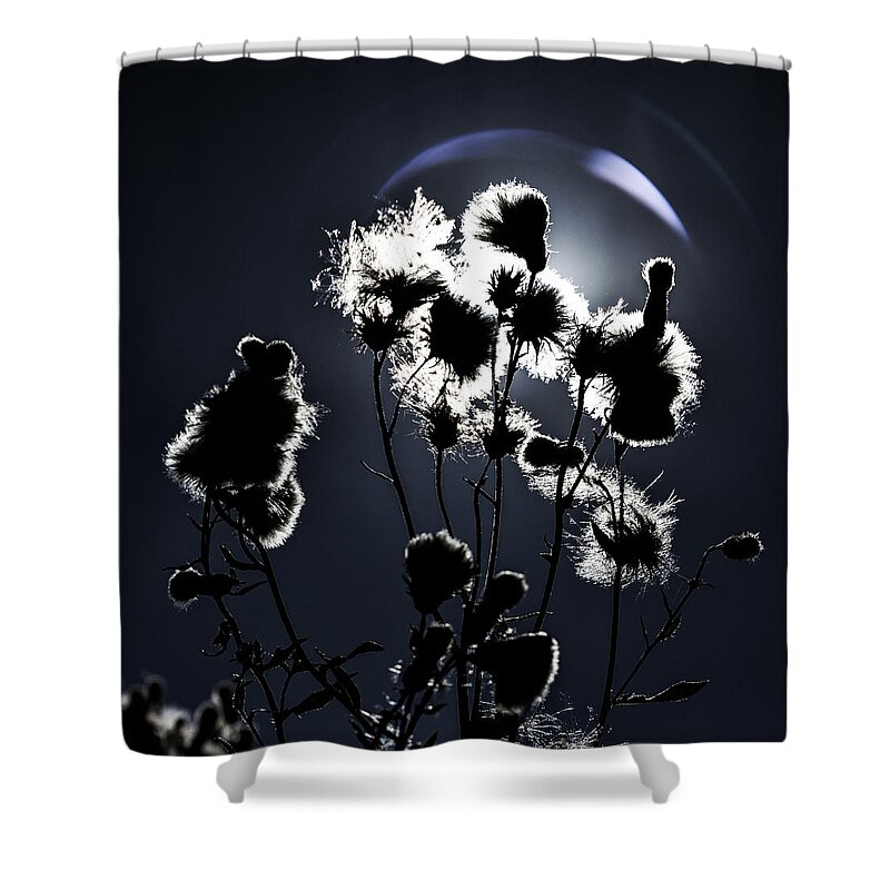 Weed Shower Curtain featuring the photograph Weed silhouette by Mike Santis