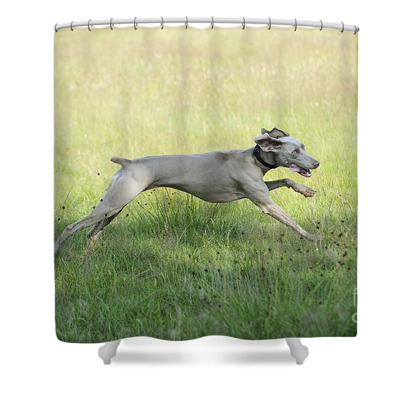 Weimaraner Shower Curtain featuring the photograph Weimaraner Dog Running by John Daniels