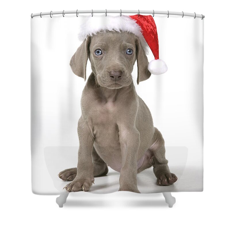 Dog Shower Curtain featuring the photograph Weimaraner With Christmas Hat by John Daniels