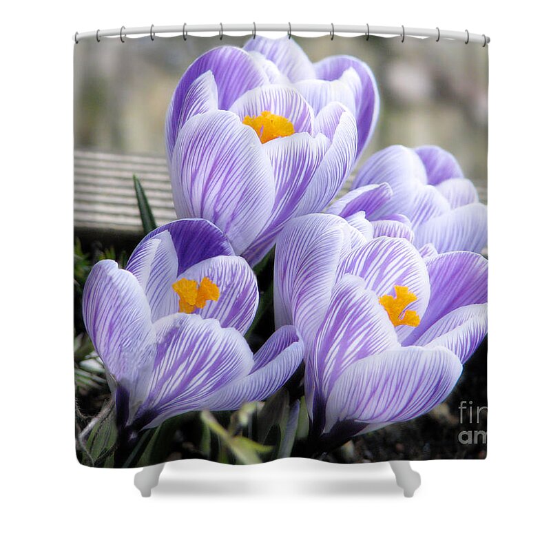 Crocus Shower Curtain featuring the photograph Welcoming Spring by Rory Siegel